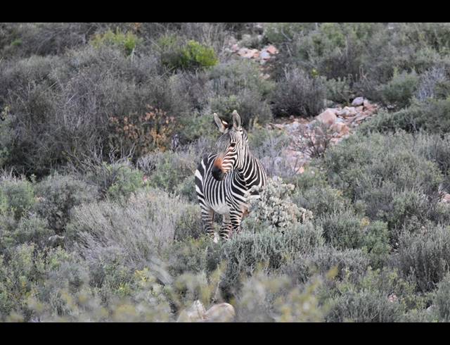 10,000M² VACANT LAND FOR SALE IN LADISMITH RURAL